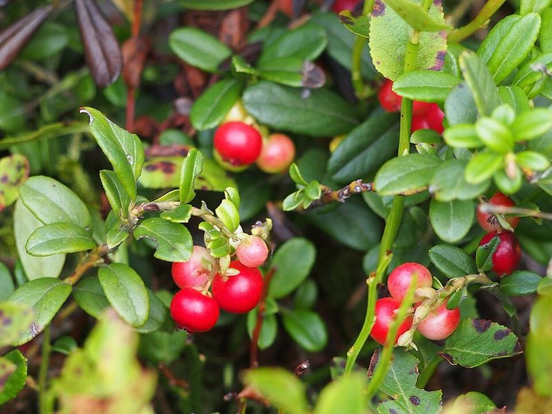 Partridgeberry