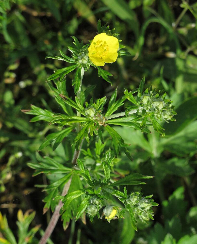 Potentilla