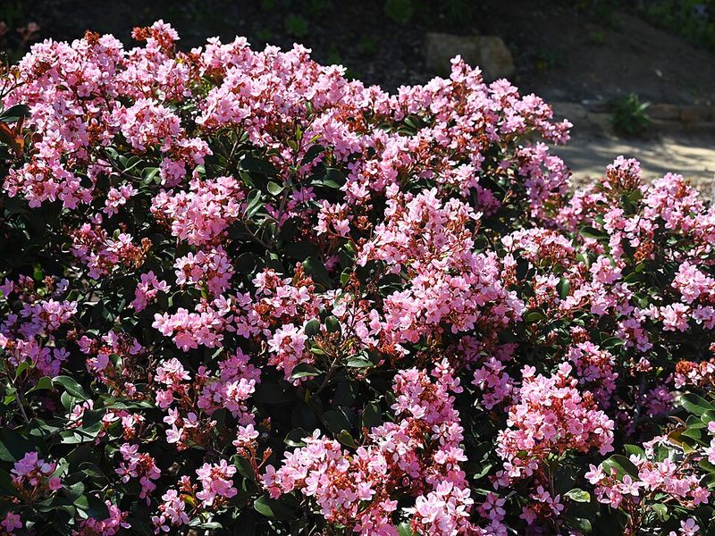 Indian Hawthorn