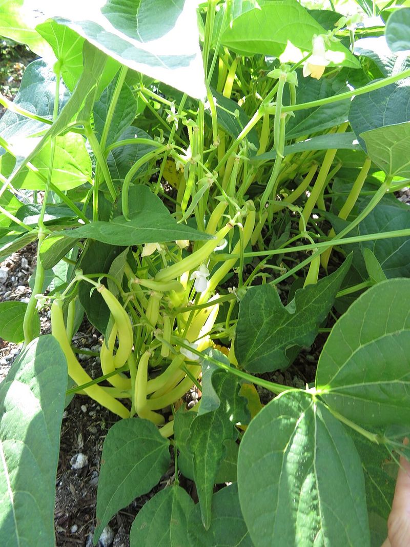 Bush Beans