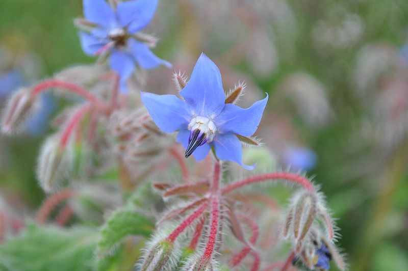 Supports Healthier Garden Soil