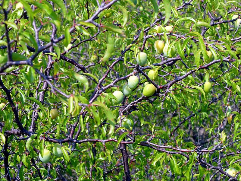 Chickasaw Plum