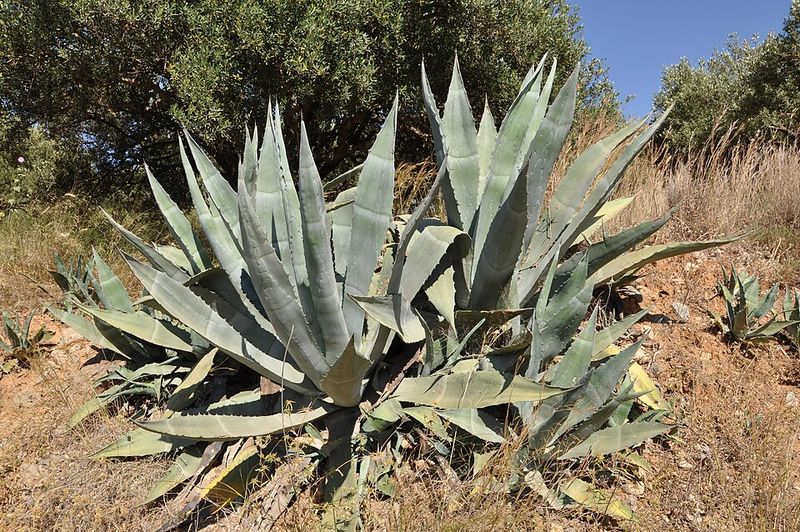 More Wildlife-Friendly Yards