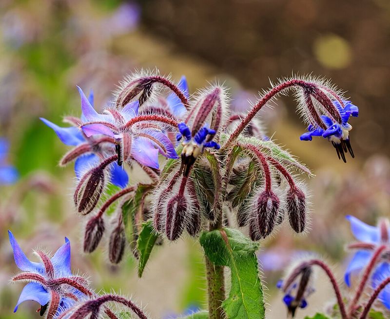 Brings Pollinators Right To The Entry