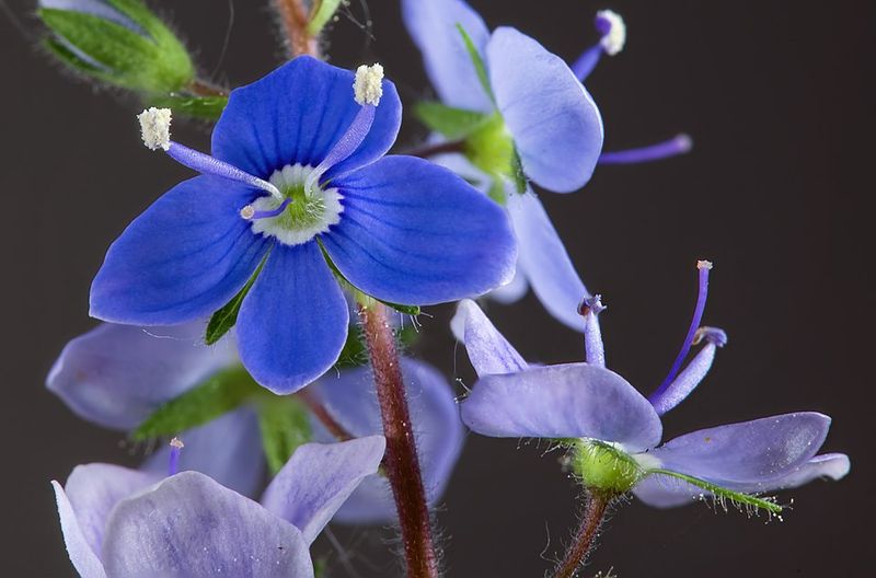 Speedwell