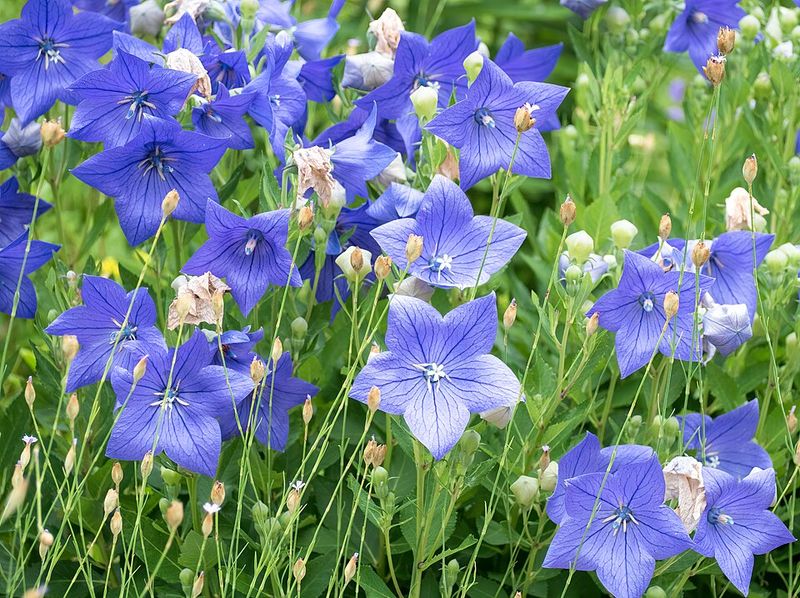 Balloon Flower