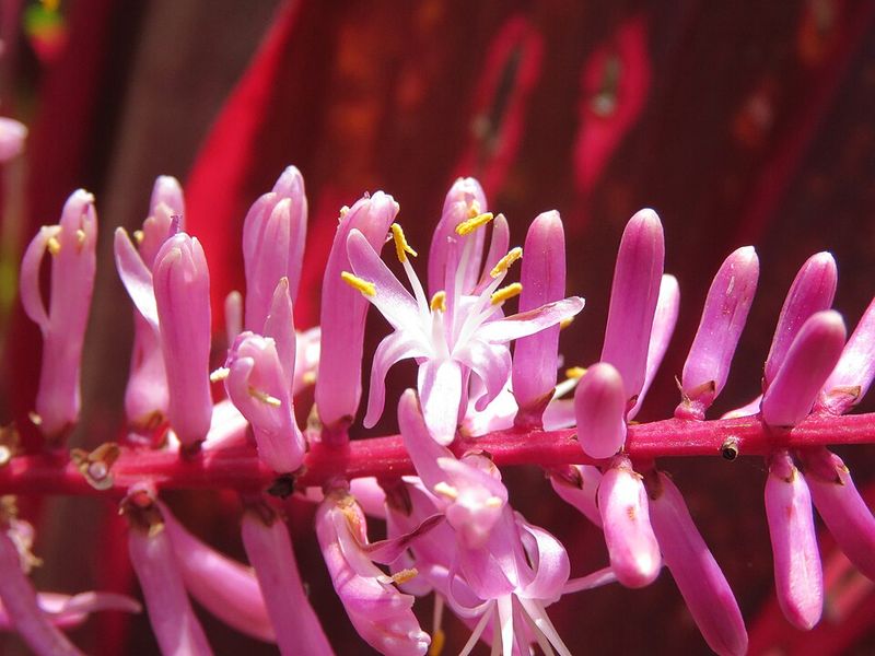 Ti Plant