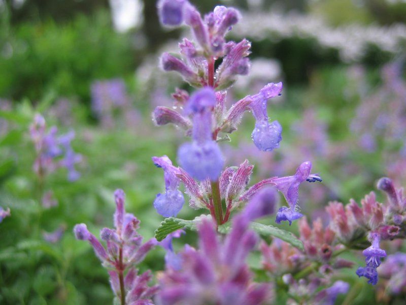 Catmint
