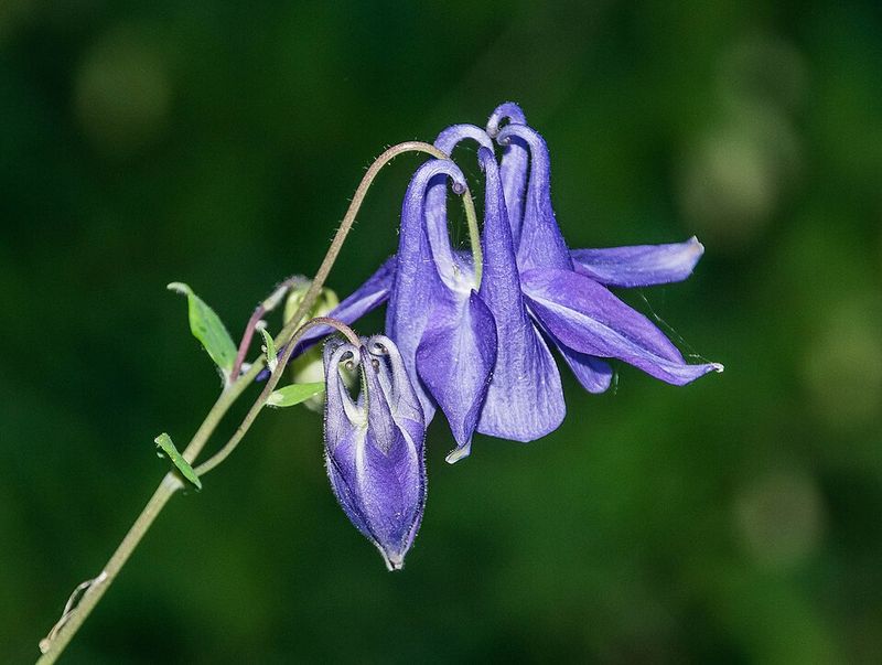 Columbine