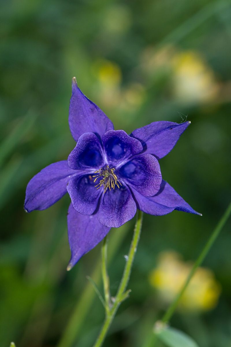 Columbine