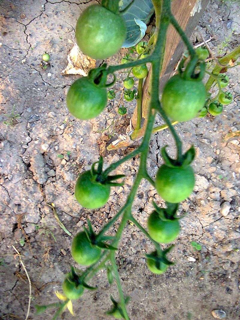 Watch Early Fruit For Blossom End Rot
