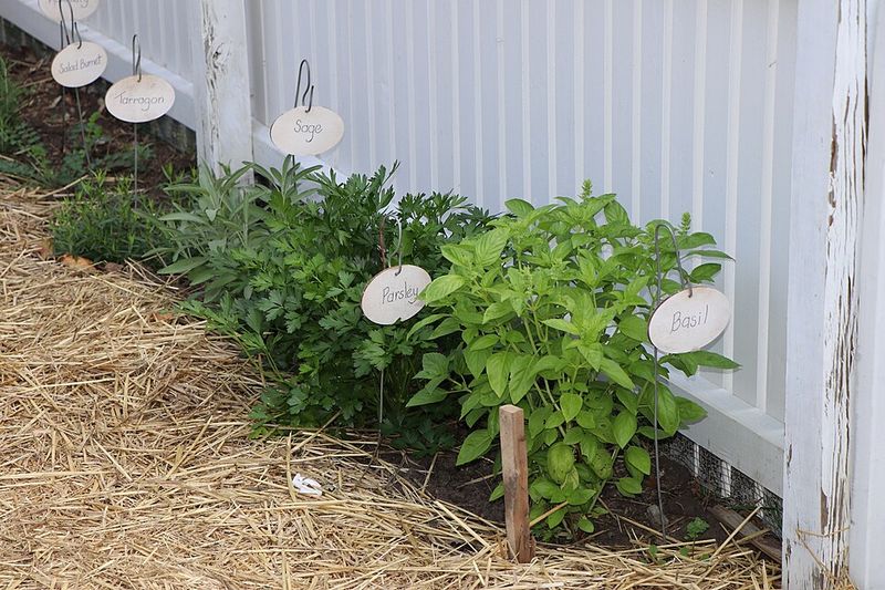 Basil and Parsley