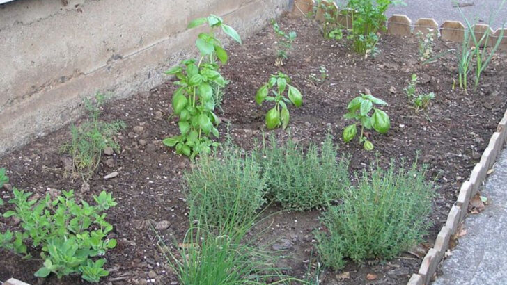 Herb Combinations That Grow Best Together In North Carolina Pots