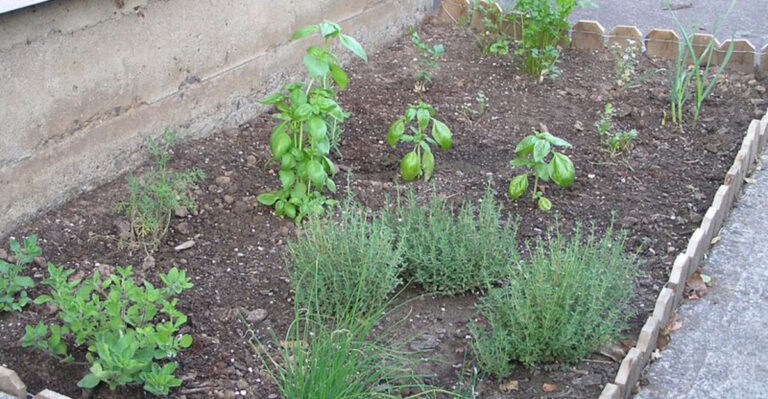 Herb Combinations That Grow Best Together In North Carolina Pots