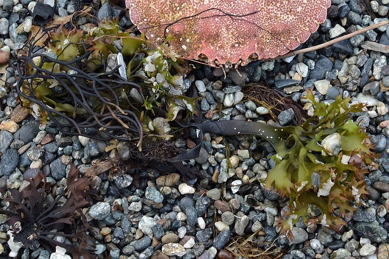 Irish Moss