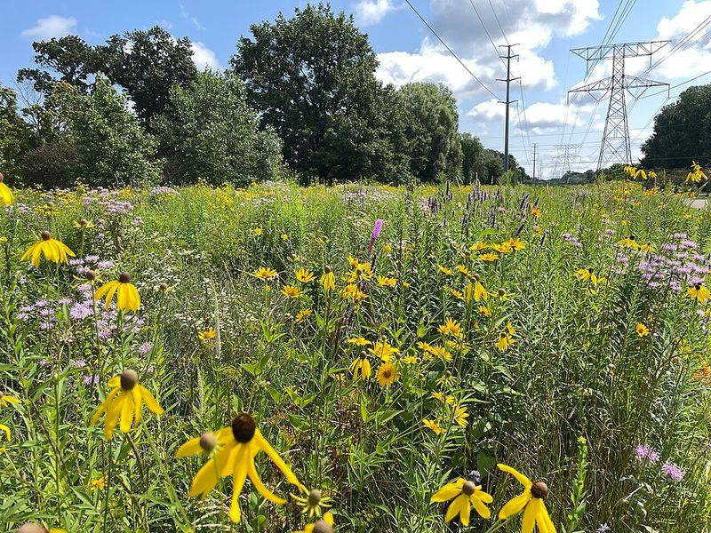 Pollinator Decline Feels Personal