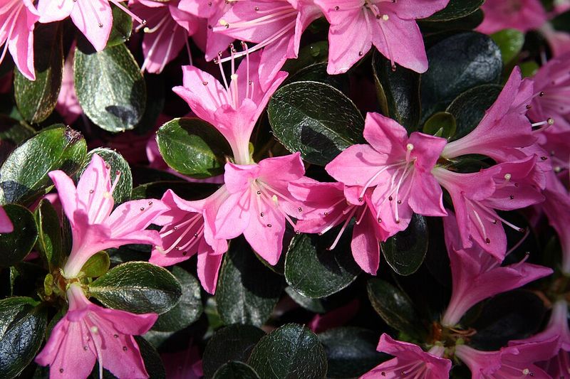 Coral Bells