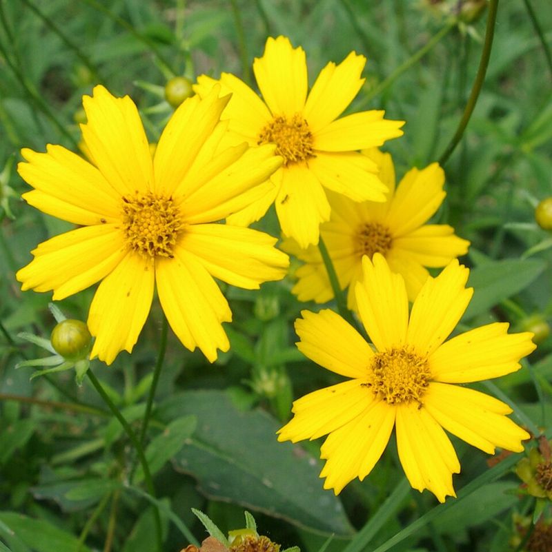 Coreopsis