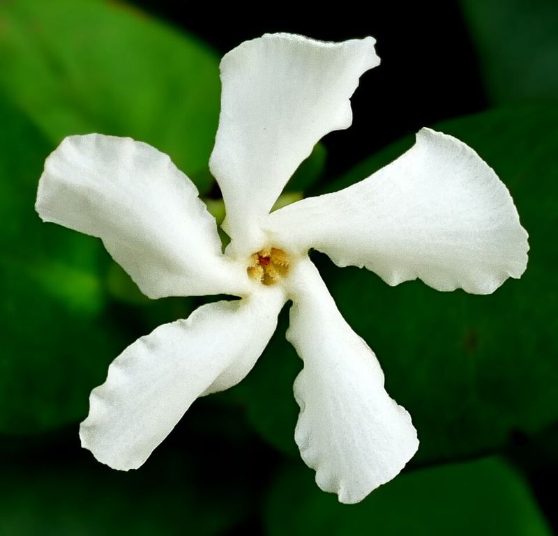 Where To Plant It For Maximum Coverage