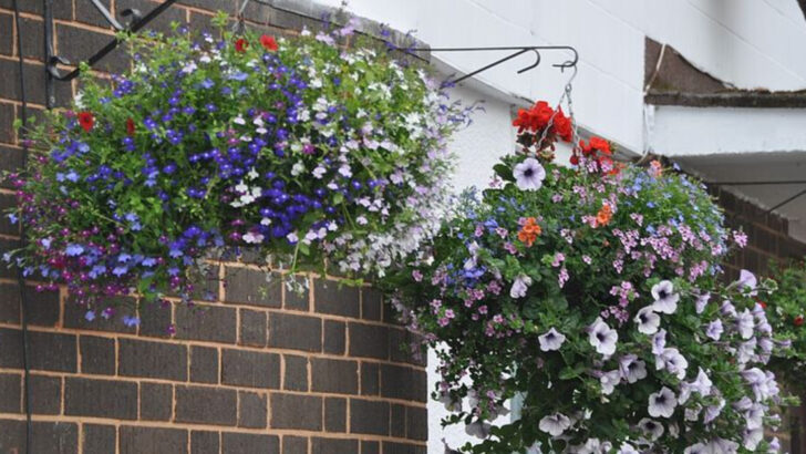 How Florida Gardeners Keep Hanging Baskets Alive Through Intense Heat