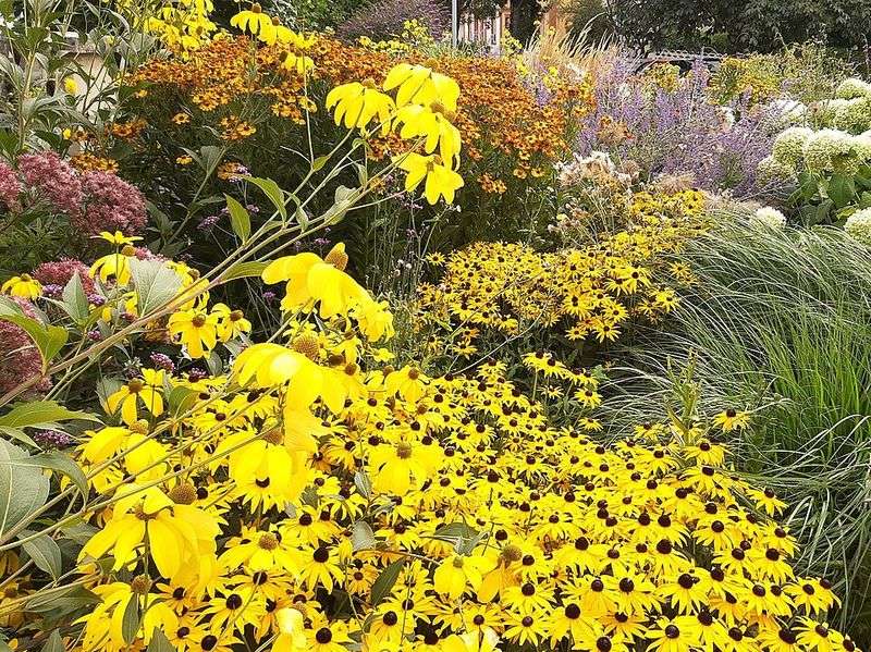 Choose Native Perennials First