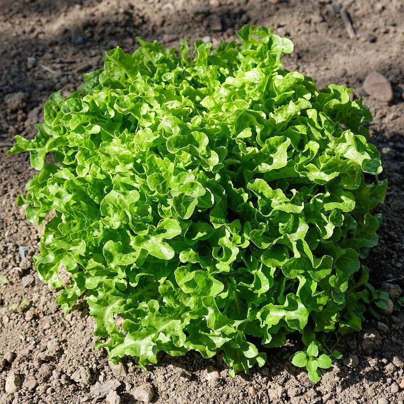 Choose Slow-Bolting Varieties