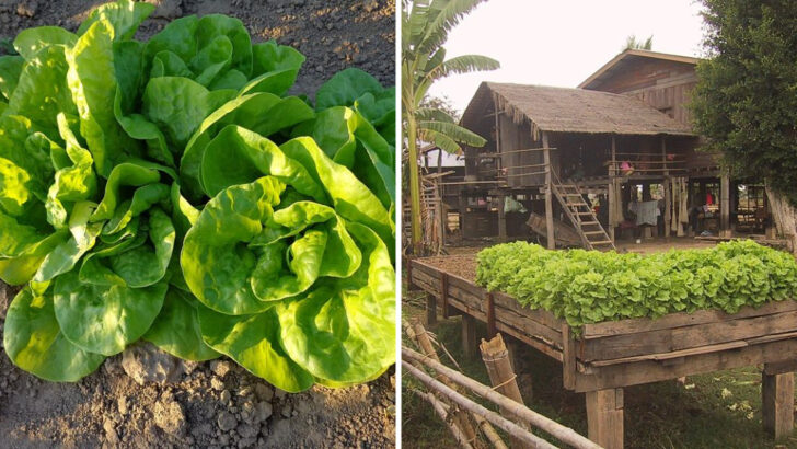 How Pennsylvania Gardeners Keep Lettuce Growing Longer Into Warm Weather