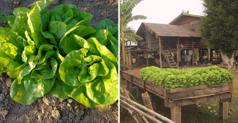 How Pennsylvania Gardeners Keep Lettuce Growing Longer Into Warm Weather