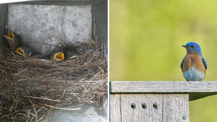 How To Bring More Eastern Bluebirds To Your Florida Yard This Spring