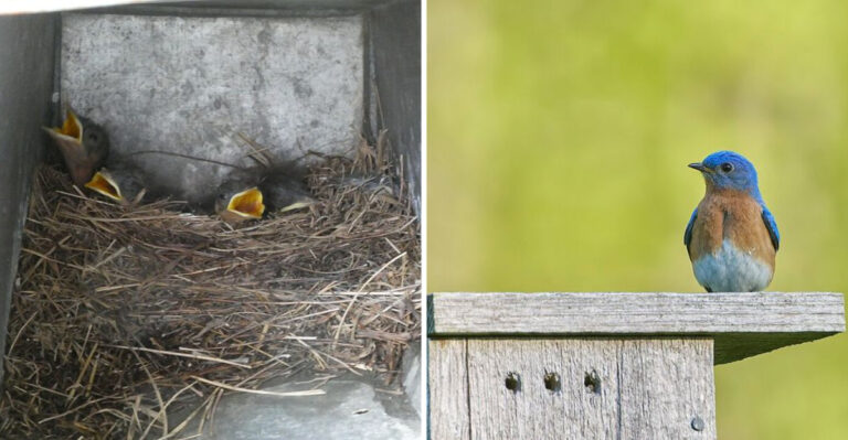 How To Bring More Eastern Bluebirds To Your Florida Yard This Spring