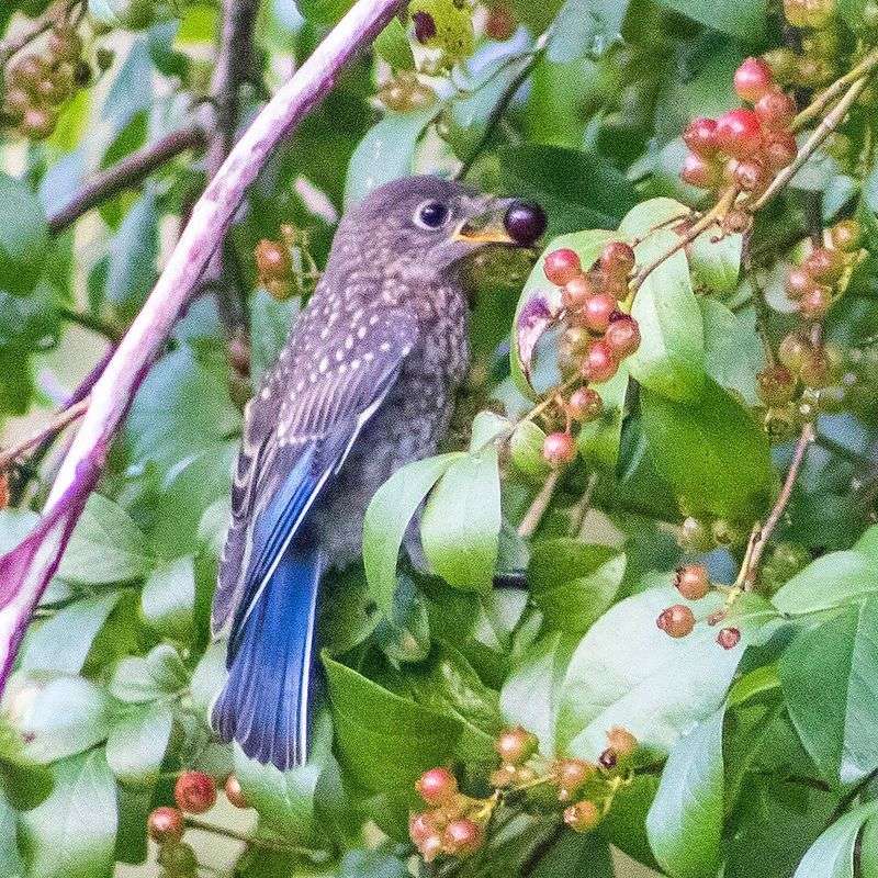 Choose An Open, Bluebird-Friendly Layout