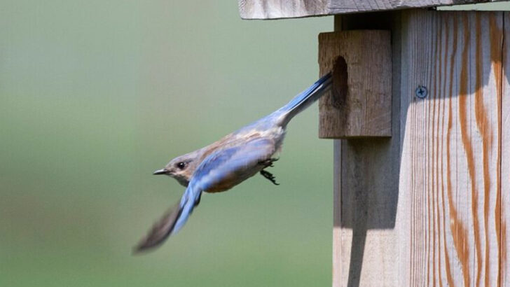 How To Make Your North Carolina Yard More Welcoming For Bluebirds This May