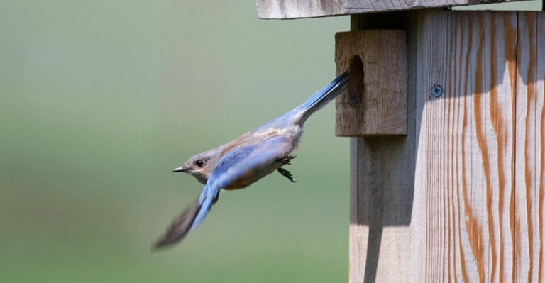 How To Make Your North Carolina Yard More Welcoming For Bluebirds This May
