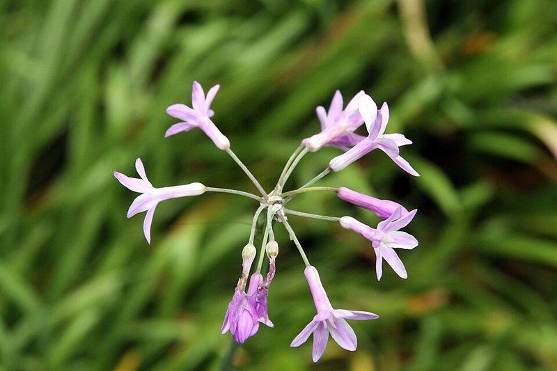 Simple Maintenance That Keeps It Blooming