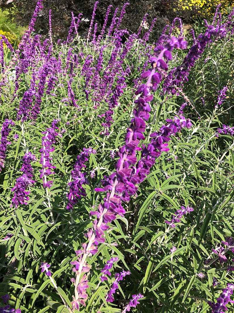 Salvia