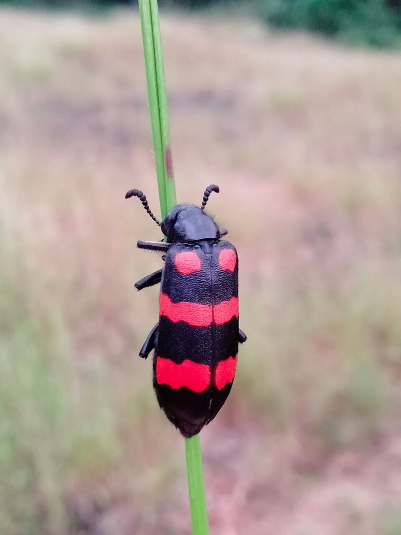 How To Identify A Blister Beetle