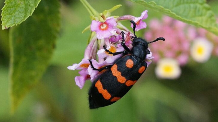 If You See This Strange Bug In California Gardens Do Not Pick It Up