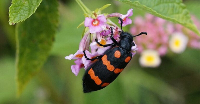If You See This Strange Bug In California Gardens Do Not Pick It Up