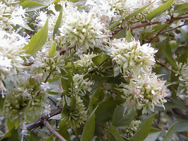 Abelia