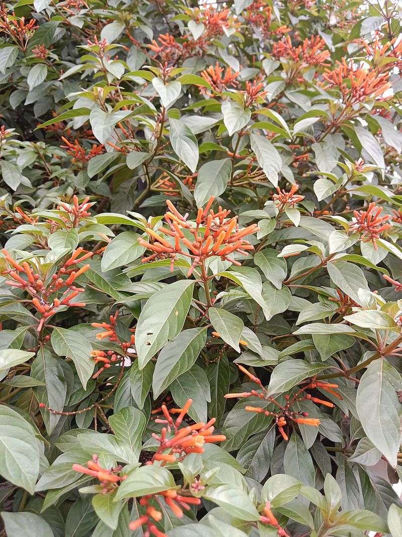 Firebush
