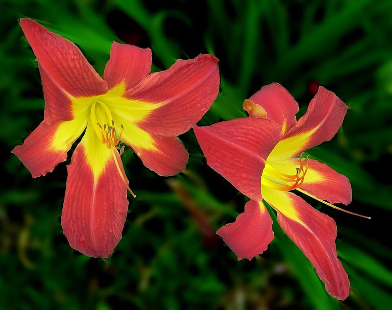 Daylily