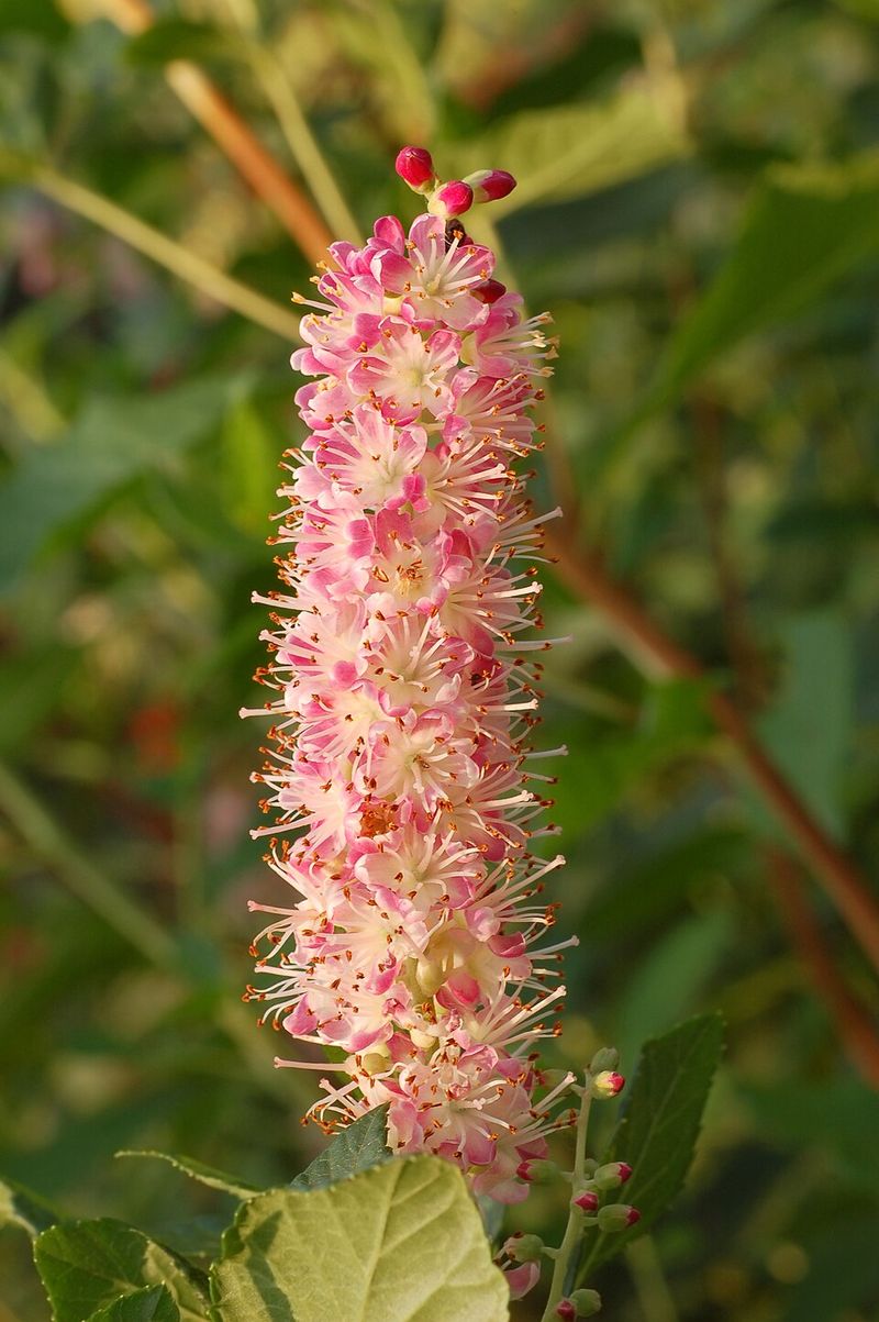 Summersweet Clethra