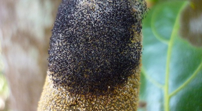 Watch for fungal disease after humid spells