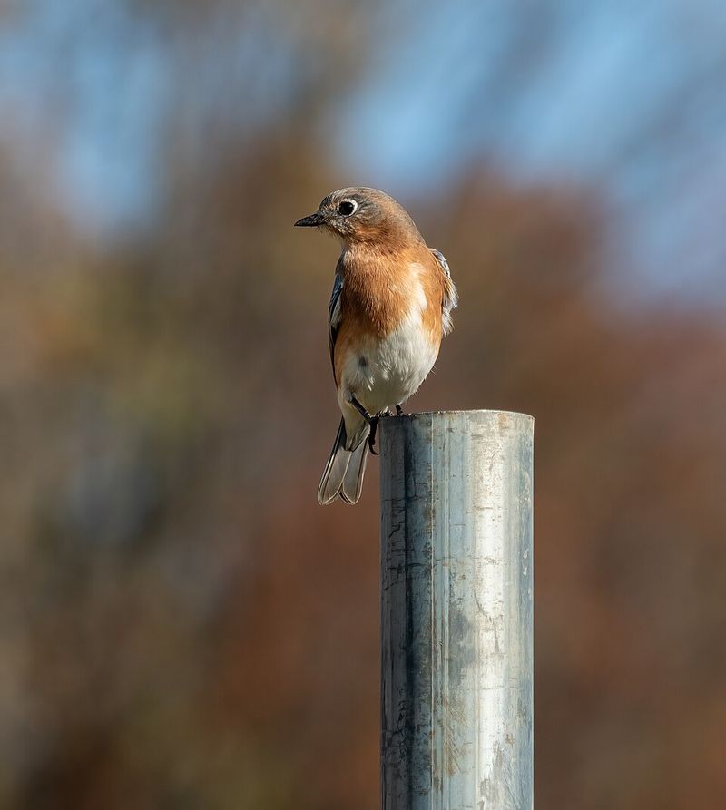 Add Safe Perches Around The Yard