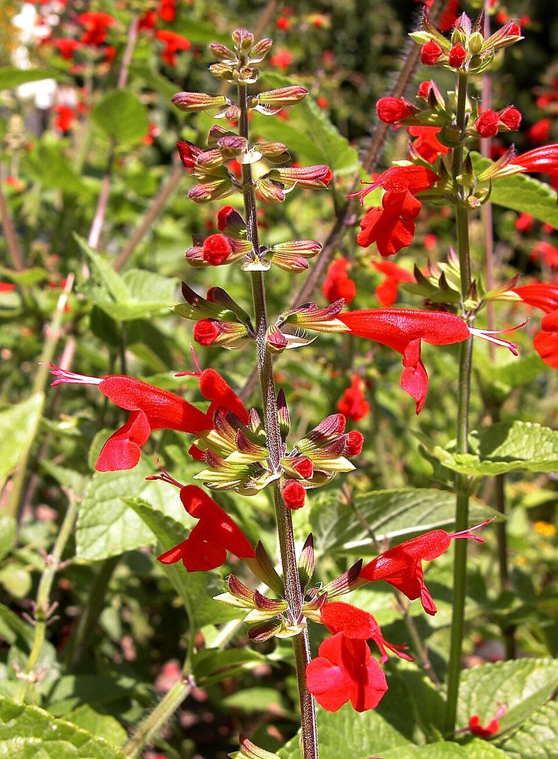 Pollinators Notice It Right Away