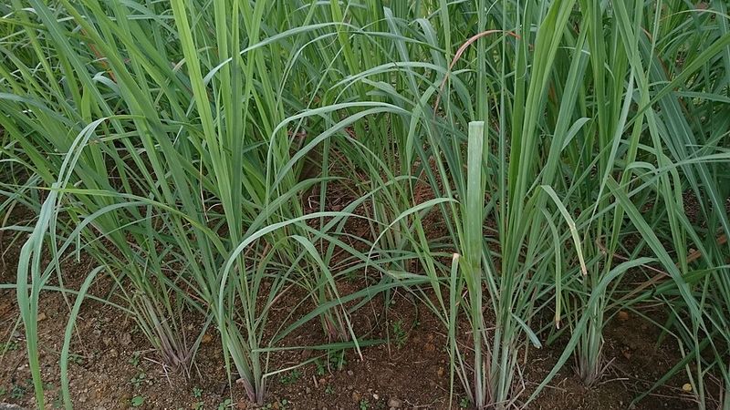 It Adds Bold Structure To Garden Beds