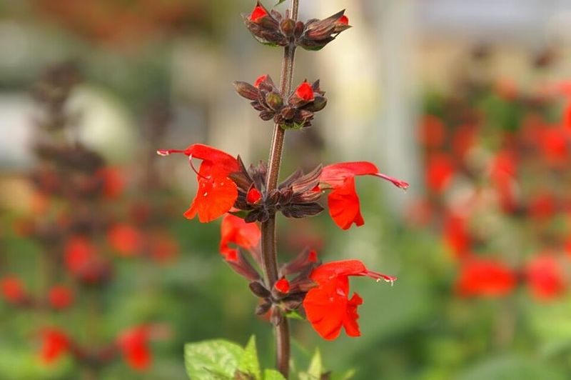 Hummingbirds Keep Coming Back