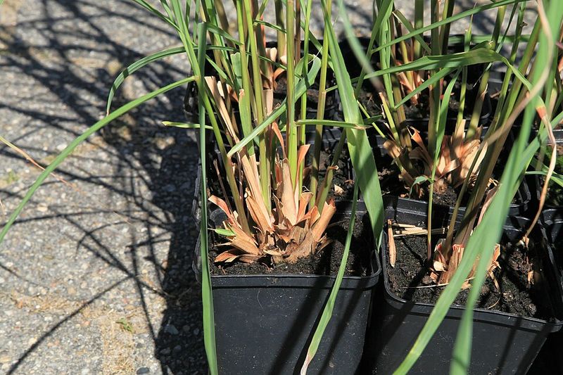 Container Growing Is Simple And Flexible
