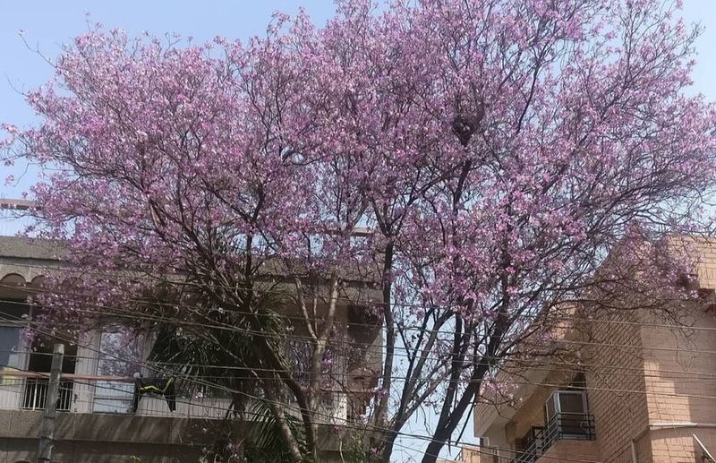 Purple Orchid Tree