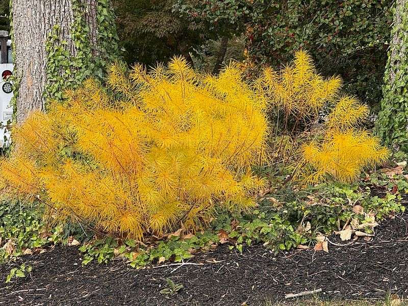 Threadleaf Bluestar